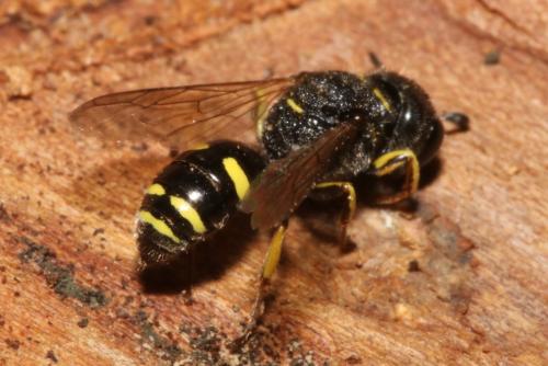 Ectemnius rubicola